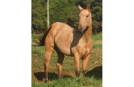 WEST WIND QUEENZY